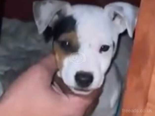 1 boy Jack Russel puppy for sale in Slough, Powys