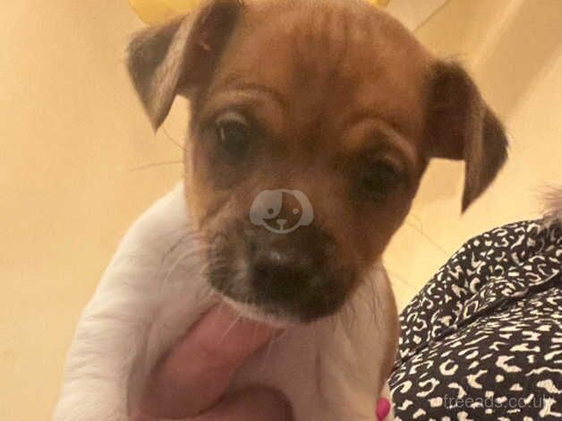 1 female jack russell pup due to cancellation for sale in Cumnock, East Ayrshire