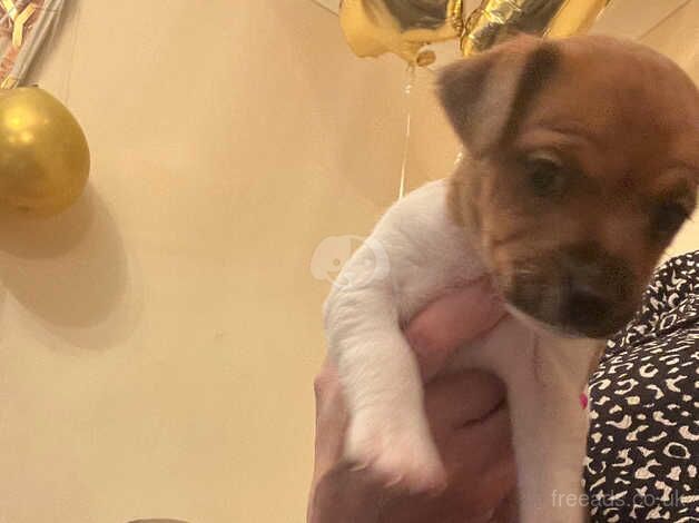 1 female jack russell pup due to cancellation for sale in Cumnock, East Ayrshire - Image 2