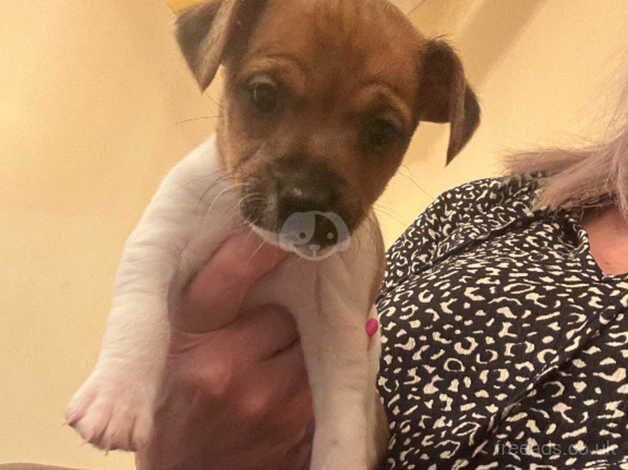 1 female jack russell pup due to cancellation for sale in Cumnock, East Ayrshire - Image 4