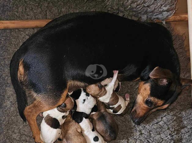 1 female jack russell pup due to cancellation for sale in Cumnock, East Ayrshire - Image 5