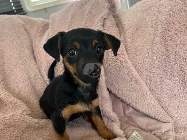 1 girl Beautiful small jack Russell pup for sale in Doncaster, South Yorkshire