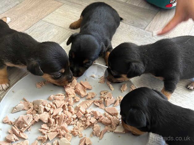 1 girl Beautiful small jack Russell pup for sale in Doncaster, South Yorkshire - Image 3