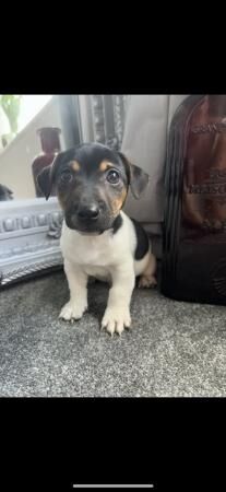 1 Jack Russell short legged baby boy for sale in Lincoln, Lincolnshire - Image 1