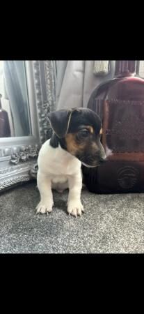 1 Jack Russell short legged baby boy for sale in Lincoln, Lincolnshire - Image 2