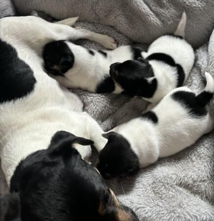 1 Jack Russell short legged baby boy for sale in Lincoln, Lincolnshire - Image 4