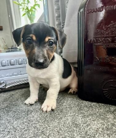 1 Jack Russell short legged baby boy for sale in Lincoln, Lincolnshire - Image 5