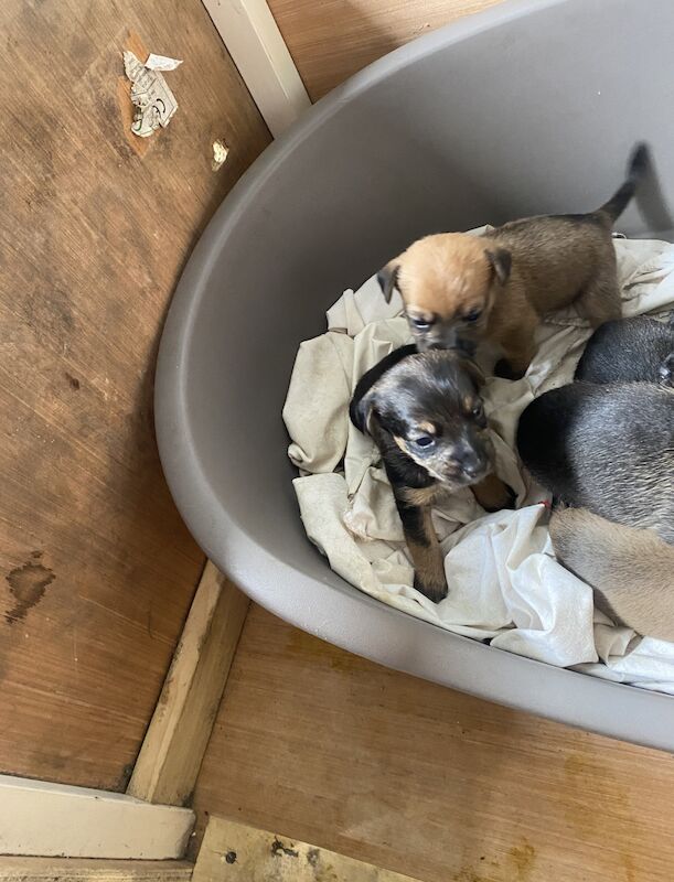 1 male jack Russell puppy for sale in Yateley, Hampshire