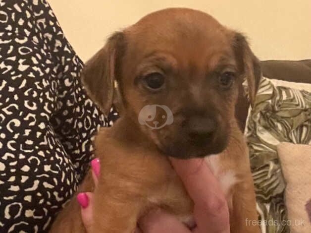 1 Tan boy pup jack russell for sale in Cumnock, East Ayrshire