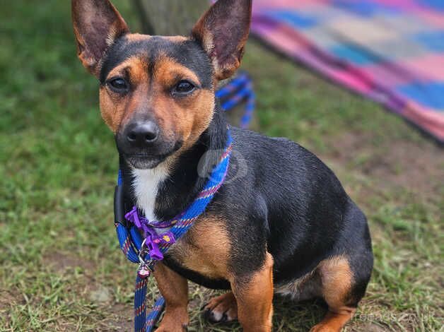 1 year Black & Tan JR for sale in Ludlow, Shropshire