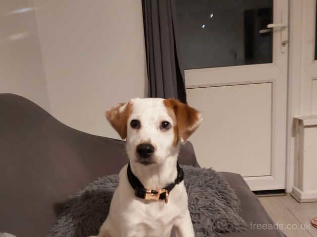 1 year old Jack Russell for sale in Loughton, Shropshire