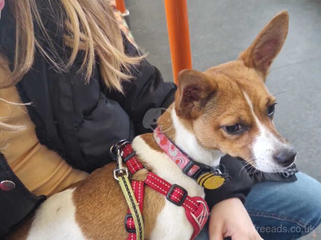 10 month old female Jack russel for sale in Kensington, Kensington & Chelsea, Greater London - Image 1