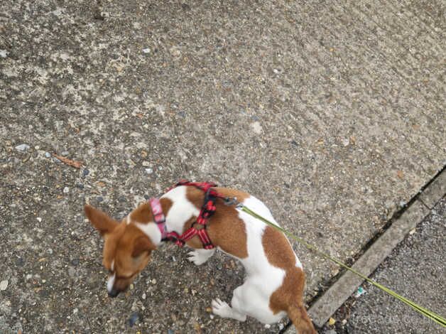 10 month old female Jack russel for sale in Kensington, Kensington & Chelsea, Greater London - Image 2