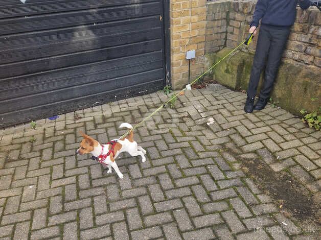 10 month old Jack russel for sale in Kensington, Kensington & Chelsea, Greater London