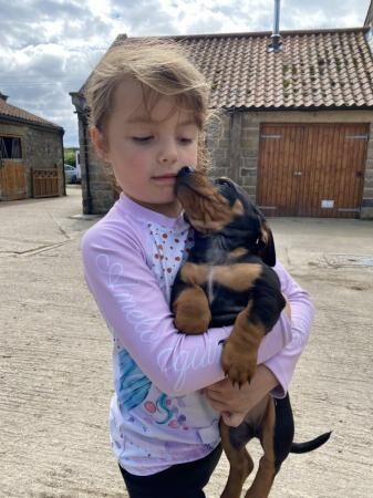 10 week old dachshund x Jack Russell (daxijack) Dog for sale in Scarborough, North Yorkshire - Image 1