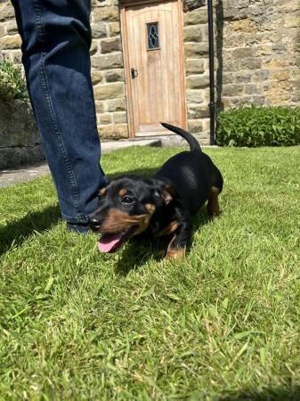 10 week old dachshund x Jack Russell (daxijack) Dog for sale in Scarborough, North Yorkshire - Image 3