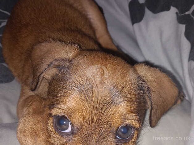 10 week old male jack russell puppy for sale in Norwich, Norfolk - Image 3