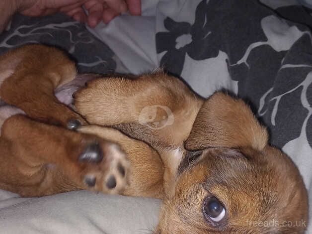 10 week old male jack russell puppy for sale in Norwich, Norfolk - Image 4