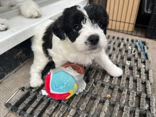 10 week old microchipped 1st vax pups available for sale in Birmingham, West Midlands - Image 3