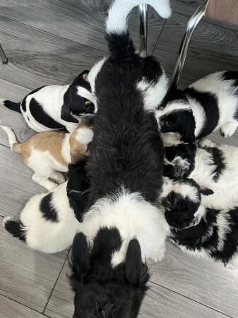 10 week old microchipped 1st vax pups available for sale in Birmingham, West Midlands - Image 4