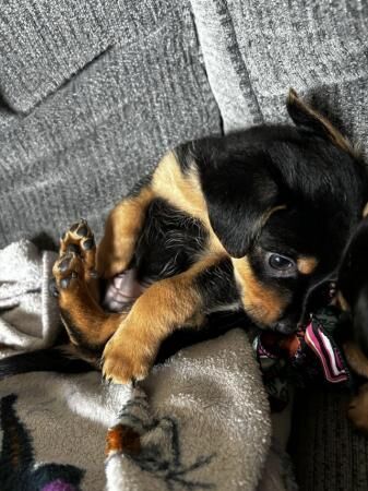 10 week old pup looking for his forever home for sale in Great Malvern, Worcestershire - Image 1