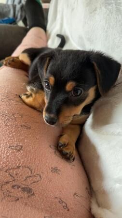 10 week old pup looking for his forever home for sale in Great Malvern, Worcestershire - Image 3