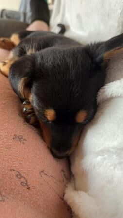 10 week old pup looking for his forever home for sale in Great Malvern, Worcestershire - Image 4