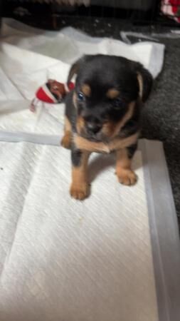 10 week old pup looking for his forever home for sale in Great Malvern, Worcestershire - Image 5