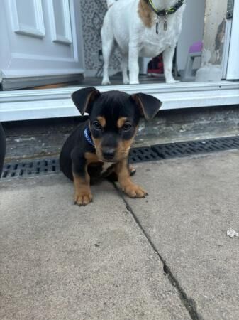 10 Week old stunning male Jack Russell for sale in Burnley, Lancashire - Image 3