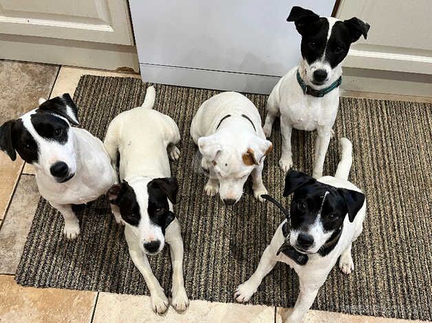 11 months Pure Jack Russell Terrier puppies for sale in Kettering, Northamptonshire