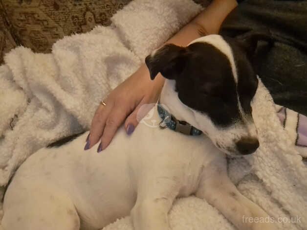 11 months Pure Jack Russell Terrier puppies for sale in Kettering, Northamptonshire - Image 2