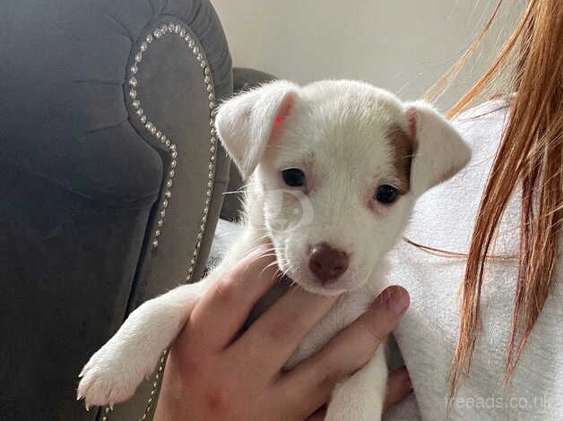 11 week old jack russell girl for sale in Wymondham, Leicestershire