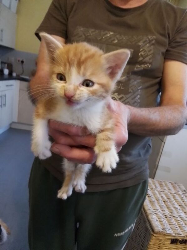 11 Week Old Kitten. Ginger and White. £300 for sale in Oldbury, West Midlands