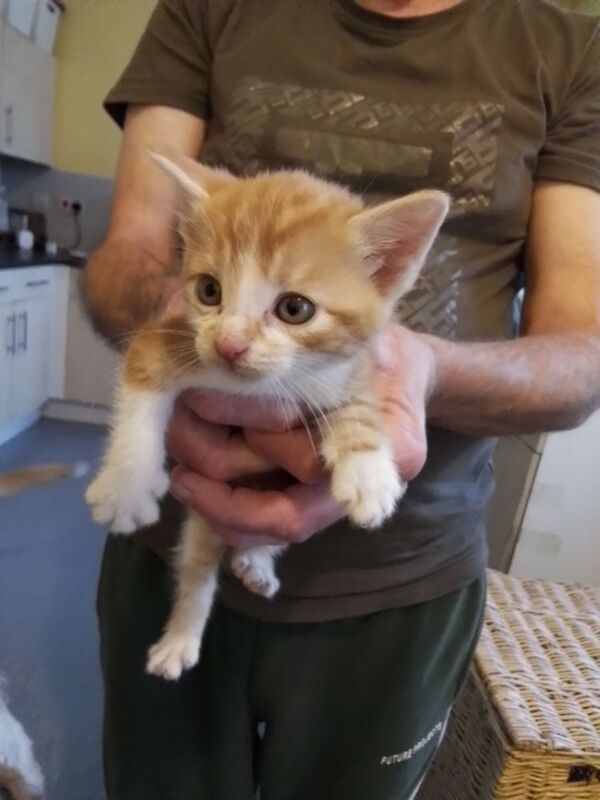 11 Week Old Kitten. Ginger and White. £300 for sale in Oldbury, West Midlands - Image 3