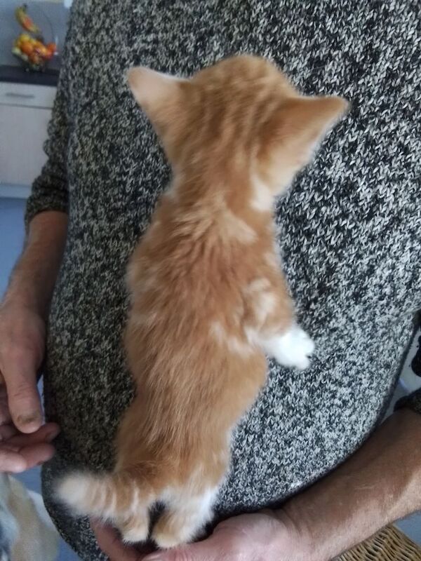 11 Week Old Kitten. Ginger and White. £300 for sale in Oldbury, West Midlands - Image 4