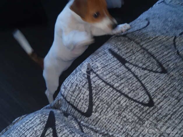 12 week old Jack Russell puppy for sale in Kirkby-In-Ashfield, Nottinghamshire