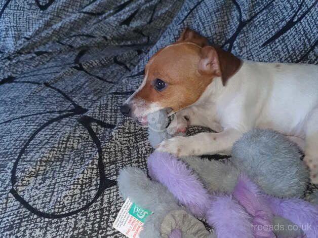 12 week old Jack Russell puppy for sale in Kirkby-In-Ashfield, Nottinghamshire - Image 2