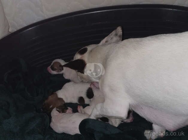 Jack Russell Puppies for sale in Nottinghamshire