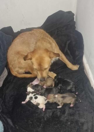 13 week old staffy cross wired jack Russell's for sale in Brighton, East Sussex - Image 1