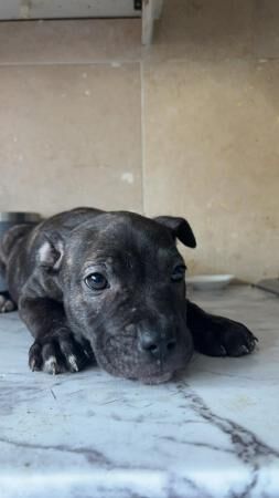 13 week old staffy cross wired jack Russell's for sale in Brighton, East Sussex - Image 2