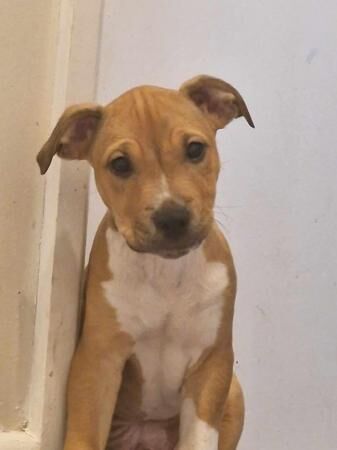 13 week old staffy cross wired jack Russell's for sale in Brighton, East Sussex - Image 3