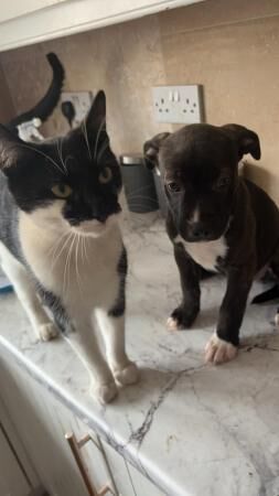 13 week old staffy cross wired jack Russell's for sale in Brighton, East Sussex - Image 4