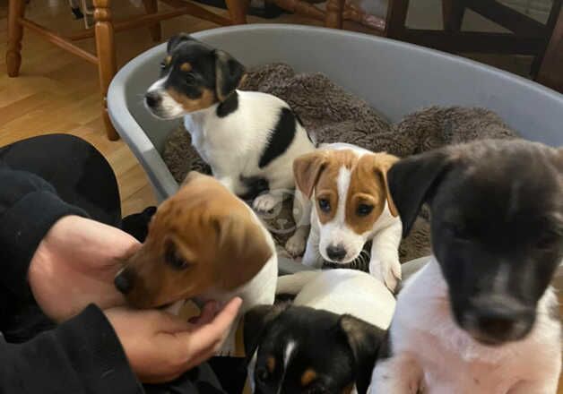 15 week Jack Russels for sale in Llangefni, Isle of Anglesey