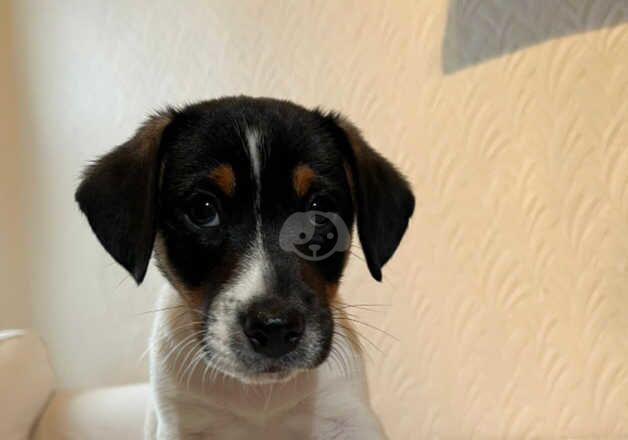 15 week Jack Russels for sale in Llangefni, Isle of Anglesey - Image 2