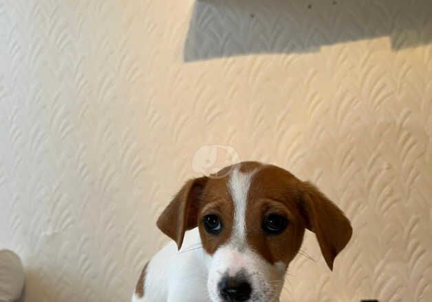 15 week Jack Russels for sale in Llangefni, Isle of Anglesey - Image 3