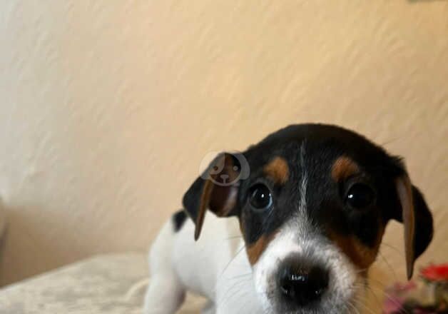 Jack Russell Puppies for sale