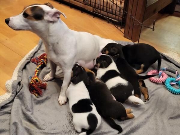 15 weeks old Jack Russel pups for sale in Chester, Cheshire - Image 1