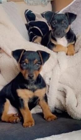 15 weeks old Jack Russel pups for sale in Chester, Cheshire - Image 3