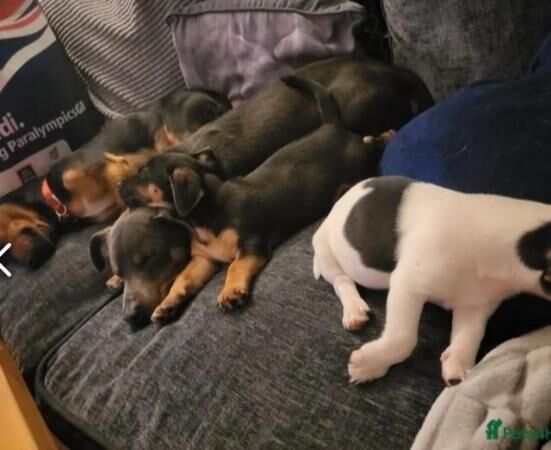 15 weeks old Jack Russel pups for sale in Chester, Cheshire - Image 4