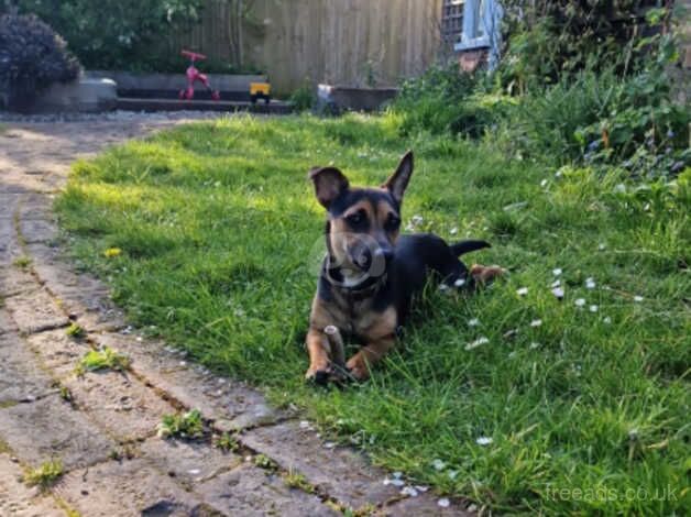 1.5 year old Jack Russell for sale in Heathfield, East Sussex